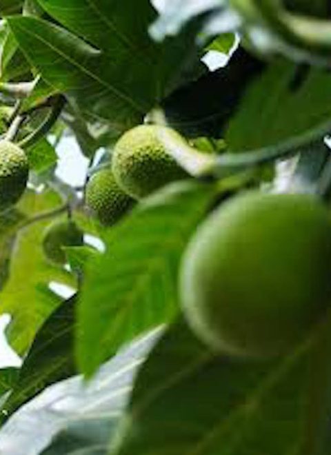 b2h breadfruit leaf tree